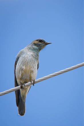 Resting Bluebird