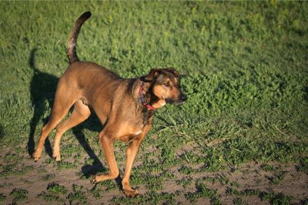 Bark Park Pup