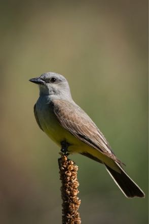 Western King Bird