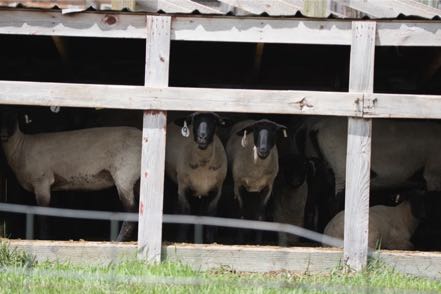 Curious Sheep