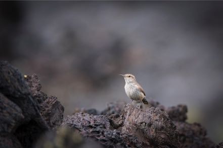 Juvenile Rock Wren 2