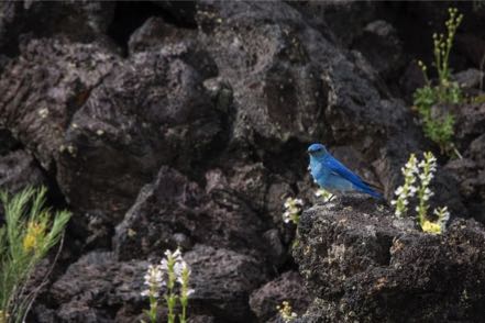 Mountain Bluebird