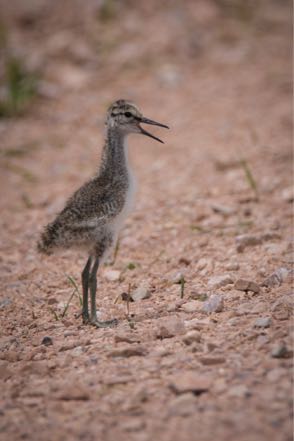 Mystery Chick