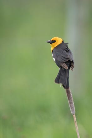 Yellow-Headed Blackbird