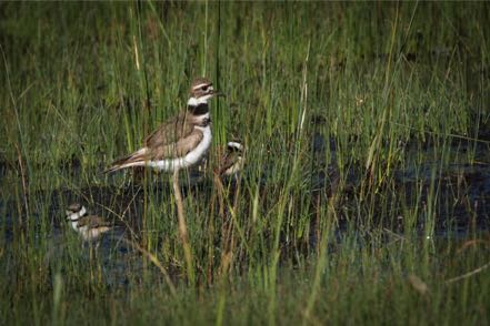 Killdeer Family