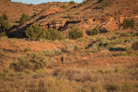 Sagebrush Jack