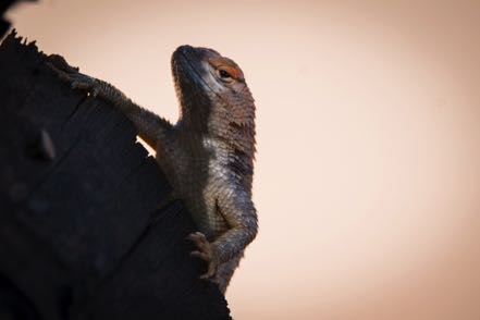 Sagebrush Lizard