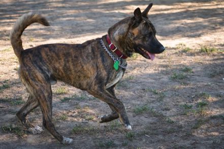 Brindle Pup