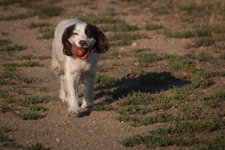 Ball Retriever