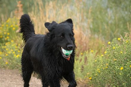 Black Pup