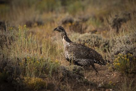 Rock Ptarmigan