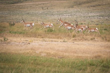 Running Pronghorn II