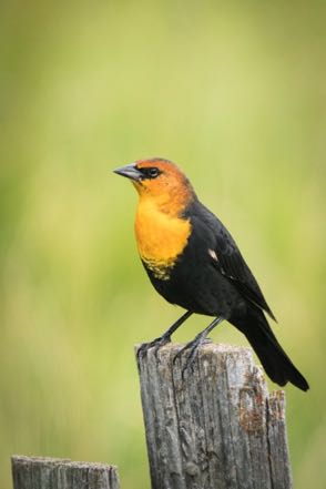 Yellow-Headed Blackbird