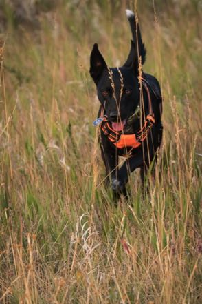 Hiking Jack