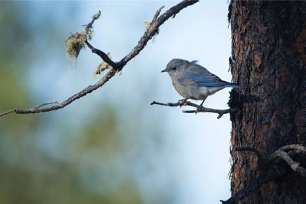 Bluebird on a Branch