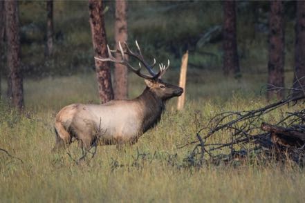 Bull Elk