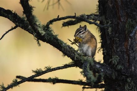 Chip in Tree