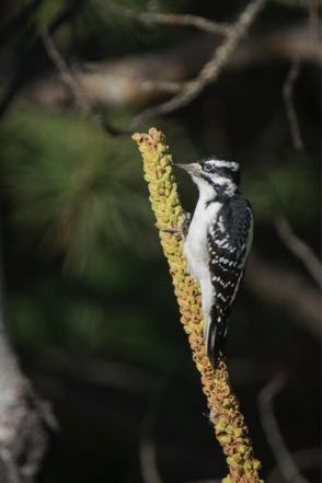 Female Hairy Woodpecker