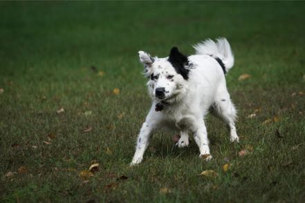 Posing Pup