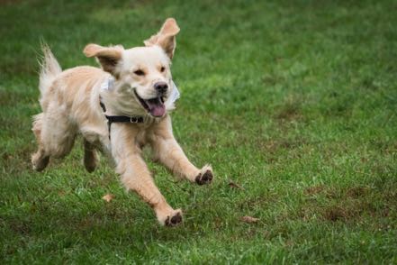 Running Golden