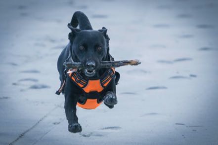 Jack on the Beach 2