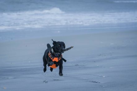 Jack on the Beach