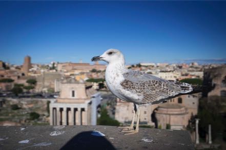 Forum Pigeon