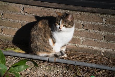 Ostia Antica Cat