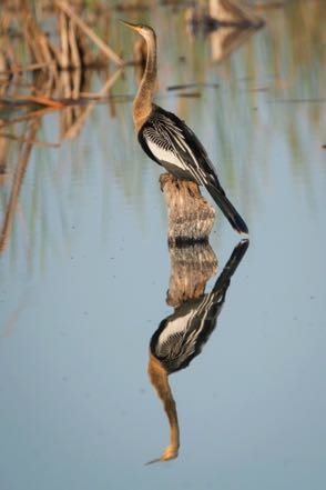 Anhinga Reflection