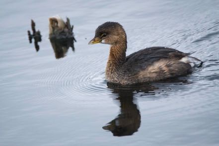 Baby Duck