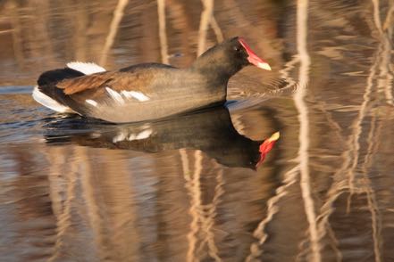 Gallinule