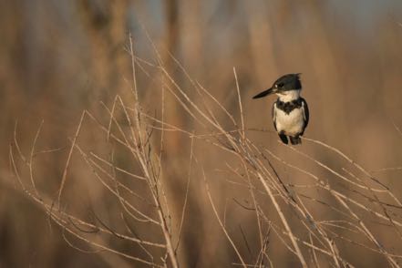 Kingfisher