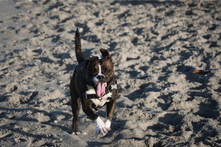 Beach Pup