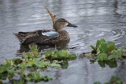 Blue-Winged Teal