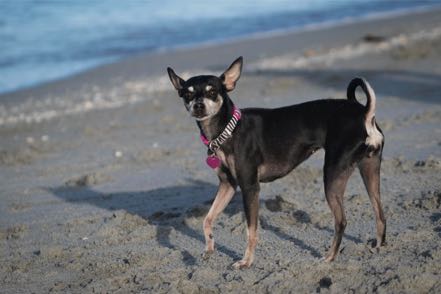 Little Beach Pup