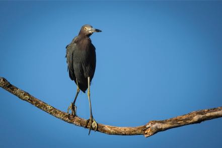 Little Blue on Branch