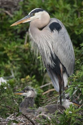 Mom and Babies