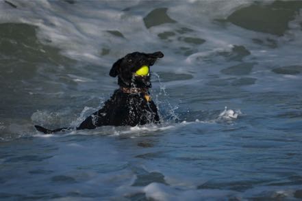 Surfing Pup