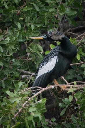 Cormorant