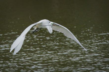 Nesting Time