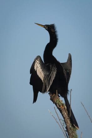 Anhinga