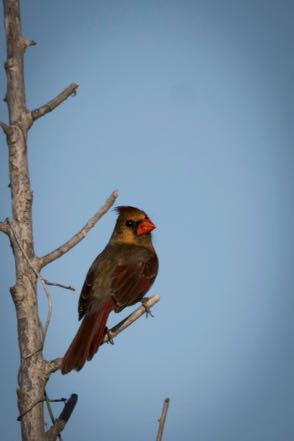 Female Cardinal