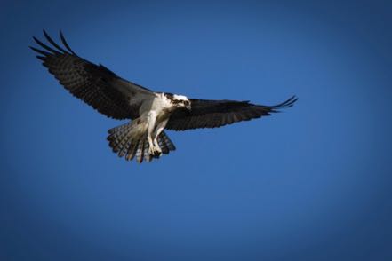 Hunting Osprey