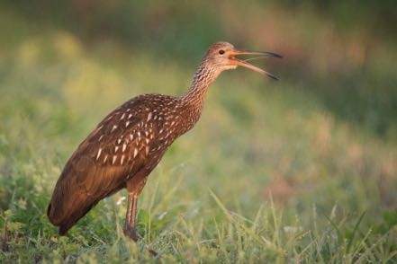 Limpkin