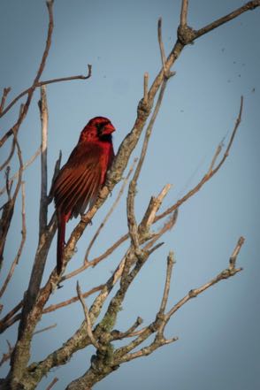 Male Cardinal