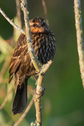 Song Sparrow