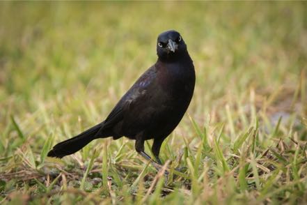Bow-Tail Grackle II