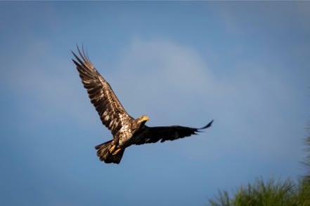 Immature Bald Eagle