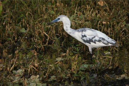 Immature Little Blue Heron  II