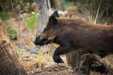 Running Wild Boar